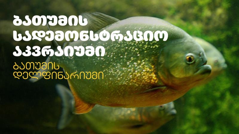 ბათუმის აკვარიუმი