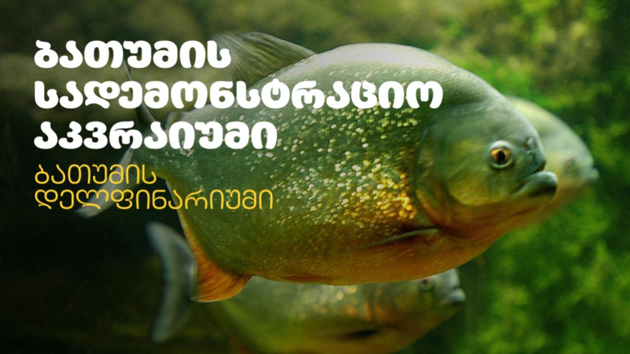 ბათუმის აკვარიუმი