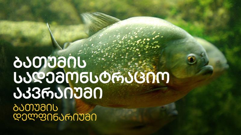 ბათუმის აკვარიუმი